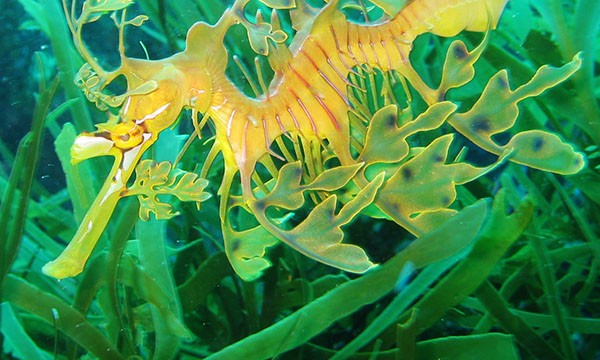 9-leafy seadragon in ecklo~y0 - Copy